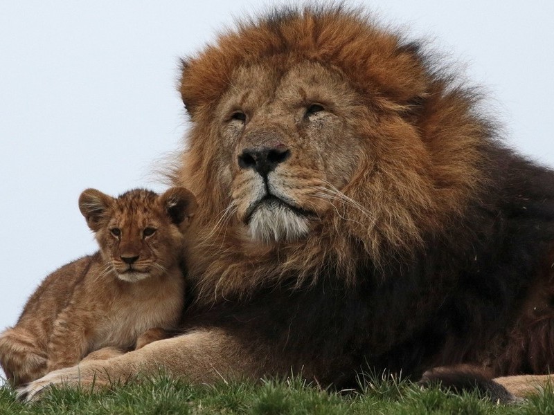 Лев с сынулей